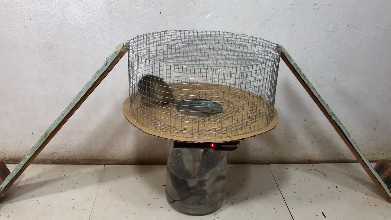 老鼠:你是不是玩不起